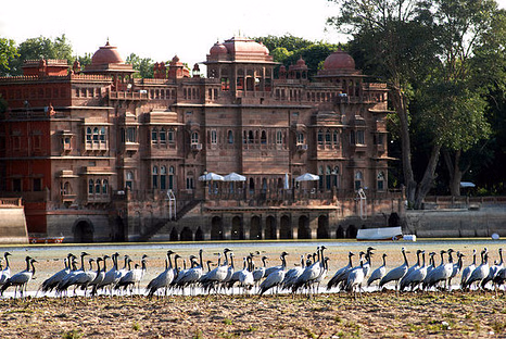 Gajner Wildlife Sanctuary – Perfect for Nature Lovers and Wildlife Spotting