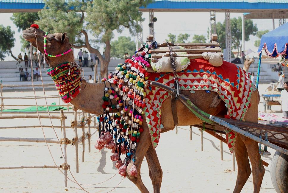 Camel Fair Ground – Vibrant Site for the Annual Pushkar Camel Fair