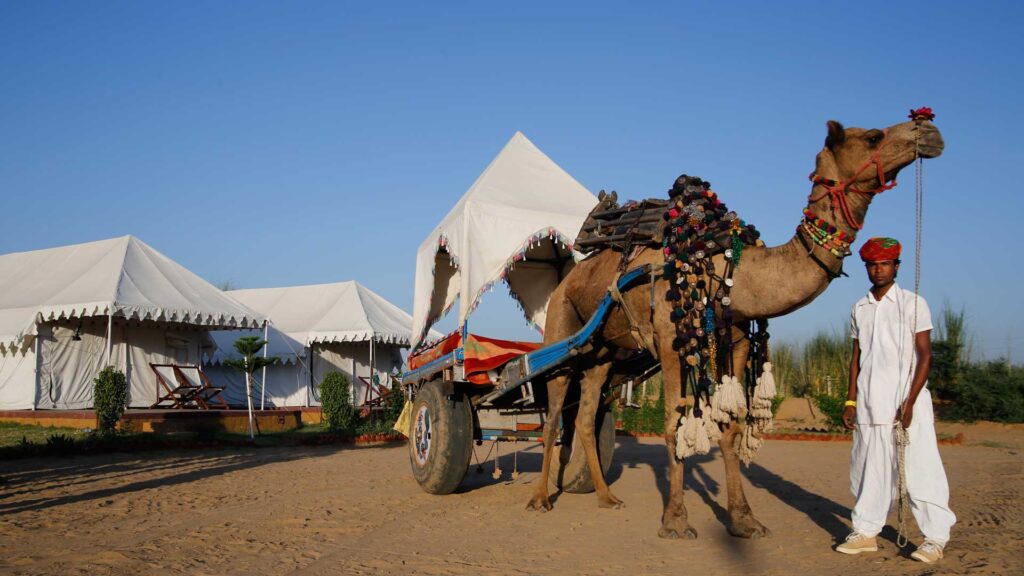 Camel Safari – Explore the Desert Surroundings on a Traditional Camel Ride